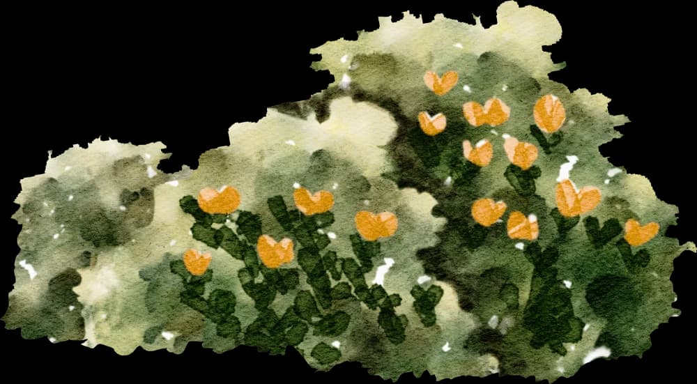 bush