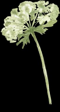 Baby's Breath
