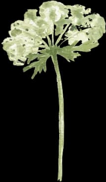 Babys Breath