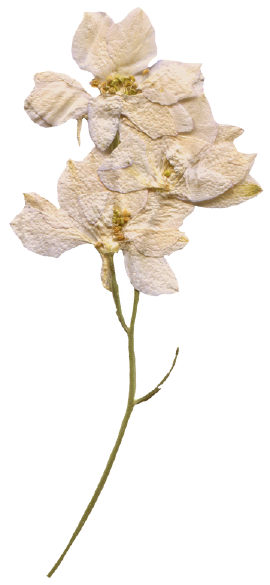 Flower ornament